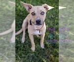 Small Labrador Retriever Mix