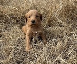 Small Photo #6 Goldendoodle Puppy For Sale in CEDAR HILL, TX, USA