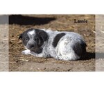 Small #17 Australian Cattle Dog-Border Collie Mix