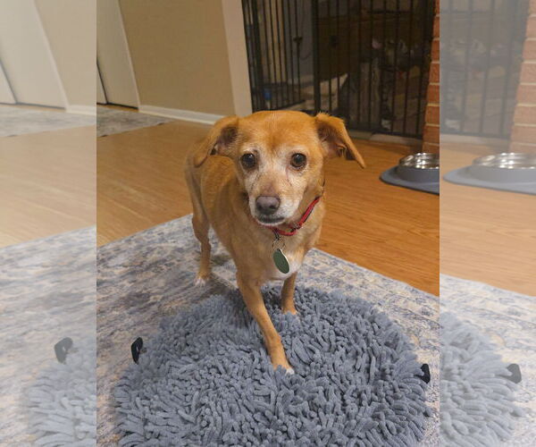 Medium Photo #2 Mutt Puppy For Sale in Arlington, VA, USA