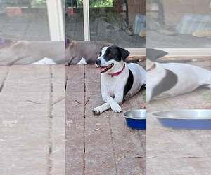 Labrador Retriever-Unknown Mix Dogs for adoption in pomfret, CT, USA