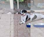 Small Labrador Retriever Mix