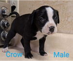 Small #4 Bearded Collie Mix