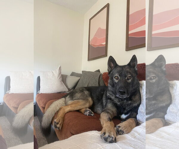 Medium Photo #4 German Shepherd Dog-Unknown Mix Puppy For Sale in MIDWAY, UT, USA