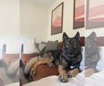Small #3 German Shepherd Dog Mix