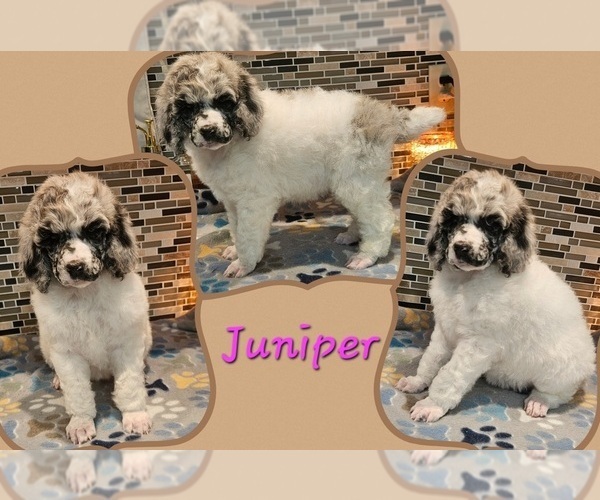 Medium Photo #3 Poodle (Standard) Puppy For Sale in HAVANA, IL, USA