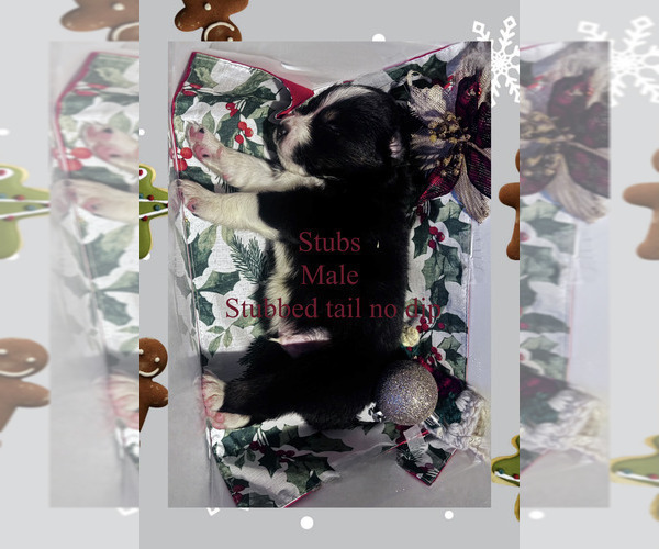 Medium Photo #4 Border-Aussie Puppy For Sale in ROY, UT, USA