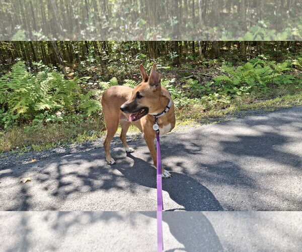 Medium Photo #17 Black Mouth Cur-Unknown Mix Puppy For Sale in Sebec, ME, USA