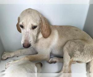 Labrador Retriever Dogs for adoption in Houston, TX, USA