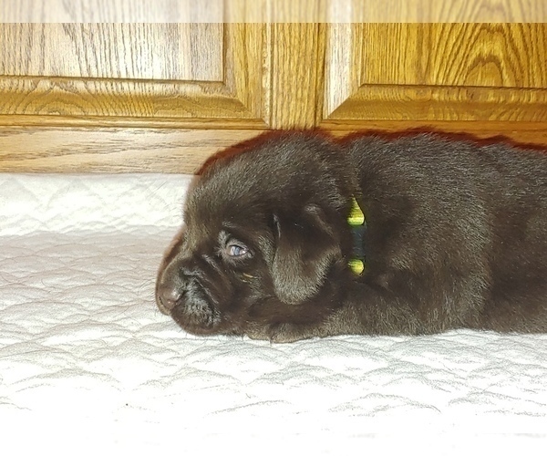 Medium Photo #4 Labrador Retriever Puppy For Sale in BLUFFTON, IN, USA