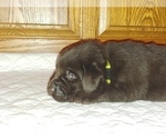 Small Photo #4 Labrador Retriever Puppy For Sale in BLUFFTON, IN, USA