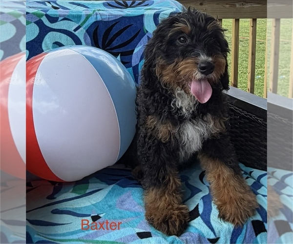 Medium Photo #6 Bernedoodle (Miniature) Puppy For Sale in KINGSPORT, TN, USA