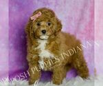 Puppy Tulip Goldendoodle (Miniature)