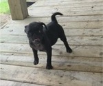 Small #5 Pug