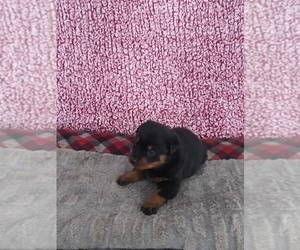 Rottweiler Puppy for sale in SHIPSHEWANA, IN, USA