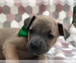 Small Photo #5 Cane Corso Puppy For Sale in CLAY, PA, USA