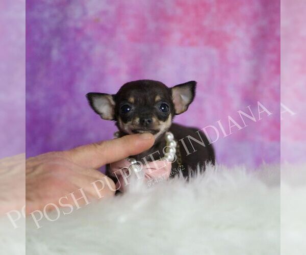 Medium Photo #3 Chihuahua Puppy For Sale in WARSAW, IN, USA