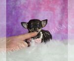 Small Photo #9 Chihuahua Puppy For Sale in WARSAW, IN, USA