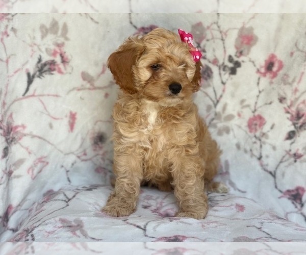 Medium Photo #14 Cocker Spaniel-Poodle (Miniature) Mix Puppy For Sale in LAKELAND, FL, USA