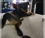 Small #1 Australian Shepherd Mix