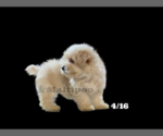 Small Photo #6 Maltipoo Puppy For Sale in SAN DIEGO, CA, USA