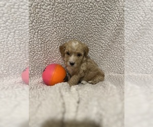 Goldendoodle (Miniature) Puppy for Sale in CONVOY, Ohio USA