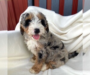 Bernedoodle-Poodle (Miniature) Mix Puppy for sale in FORT PLAIN, NY, USA