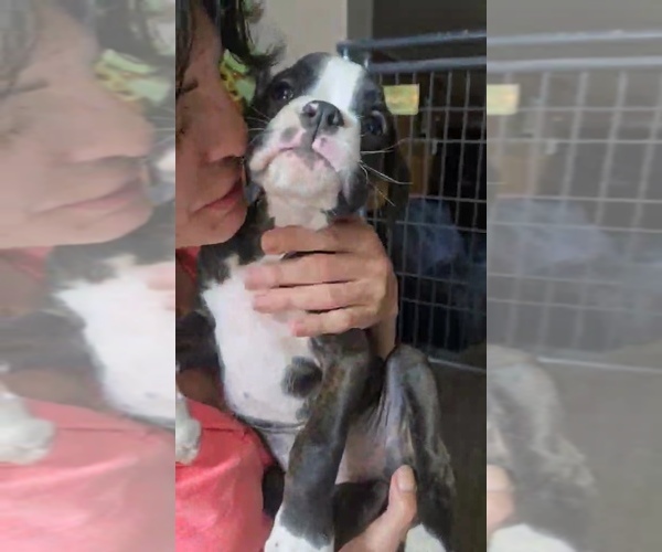 Medium Photo #3 Boxer Puppy For Sale in BAUDETTE, MN, USA