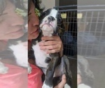 Small #2 Boxer