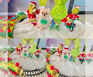 Pomeranian Puppy for sale in PALMDALE, CA, USA