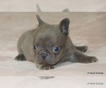 Small #6 French Bulldog