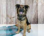 Small Photo #4 Shepradors Puppy For Sale in Kennesaw, GA, USA