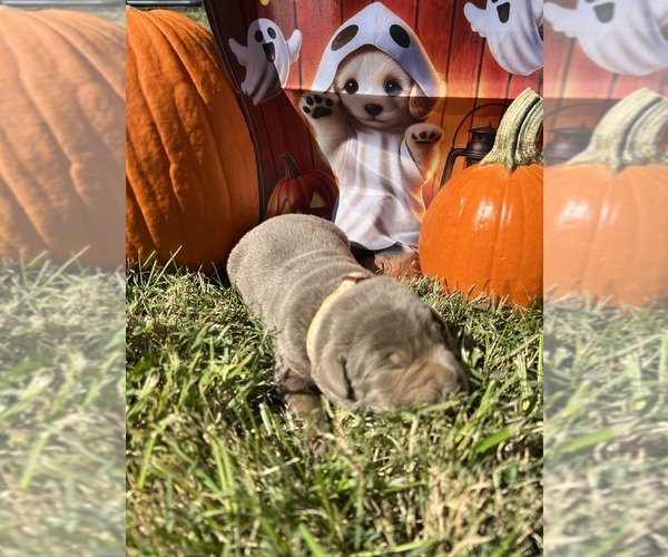Medium Photo #4 Labrador Retriever Puppy For Sale in NEOLA, WV, USA