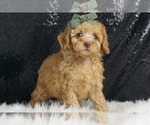 Small #3 Poodle (Miniature)