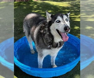 Alaskan Malamute-Huskies  Mix Dogs for adoption in Elmsford, NY, USA