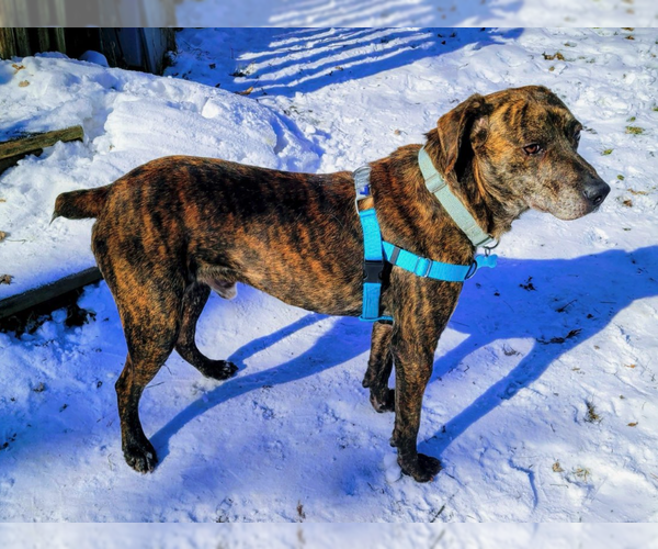 Medium Photo #3 Mountain Cur-Unknown Mix Puppy For Sale in Plainfield, IL, USA