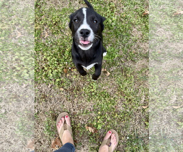 Medium Photo #3 Mutt Puppy For Sale in White Bluff, TN, USA