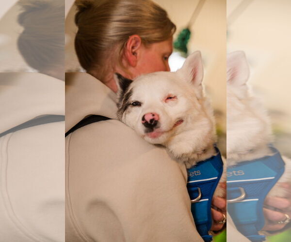 Medium Photo #4 Pomsky Puppy For Sale in St. Louis Park, MN, USA