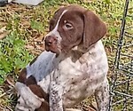 Small Photo #3 German Shorthaired Pointer Puppy For Sale in ALFORD, FL, USA