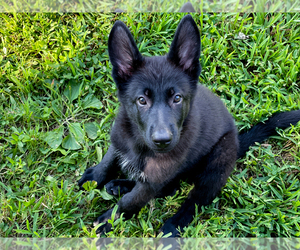 German Shepherd Dog Puppy for sale in HARTSELLE, AL, USA