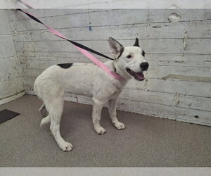Labrador Retriever-Unknown Mix Dogs for adoption in San Bernardino, CA, USA