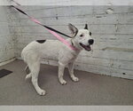 SAMMY - Female Labrador Retriever-Unknown Mix Dog for Adoption - Small photo
