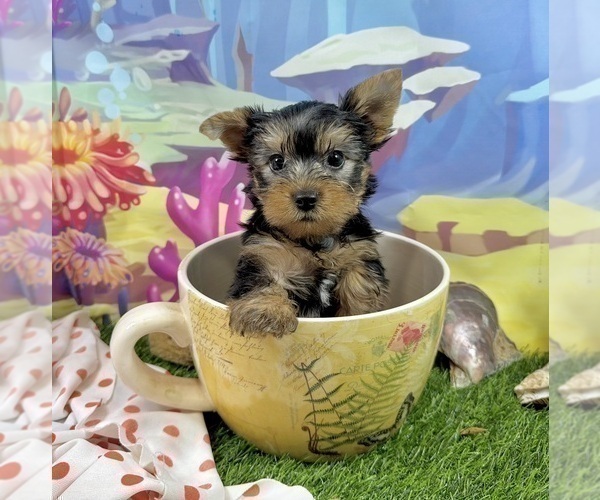 Medium Photo #10 Yorkshire Terrier Puppy For Sale in CASSVILLE, MO, USA