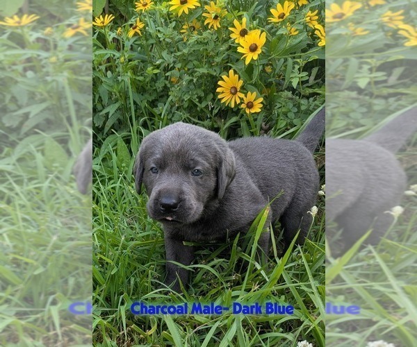 Medium Photo #2 Labrador Retriever Puppy For Sale in PALMYRA, VA, USA