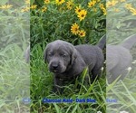 Small #1 Labrador Retriever