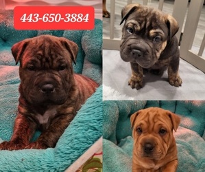Chinese Shar-Pei-Olde English Bulldogge Mix Puppy for sale in SYKESVILLE, MD, USA