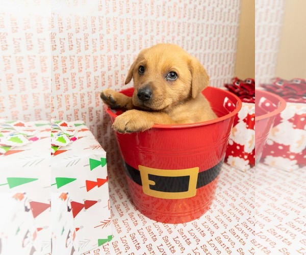 Medium Photo #2 Border-Aussie Puppy For Sale in MIDWAY, UT, USA