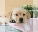 Small Photo #21 Labrador Retriever Puppy For Sale in SYRACUSE, IN, USA