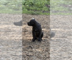 Small Photo #3 Cane Corso Puppy For Sale in HUDSON, NH, USA