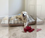 Small Great Pyrenees